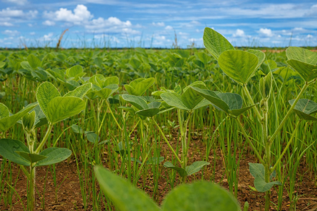 Fenalce impulsa modelo de economía circular en la Orinoquía colombiana
