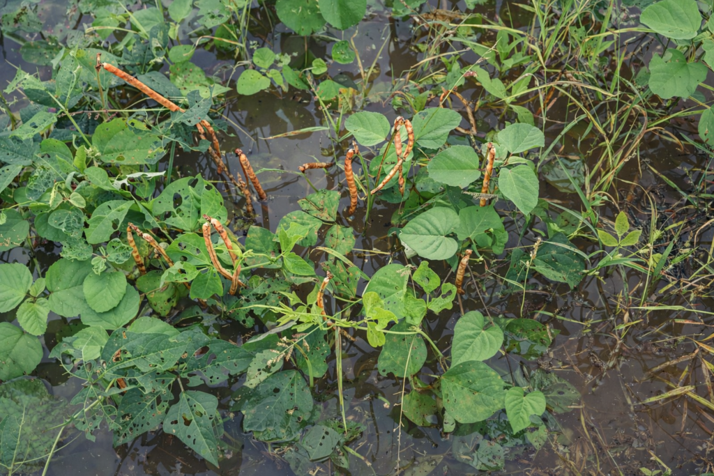 Maíz y fríjol, los más afectados por las lluvias en el país