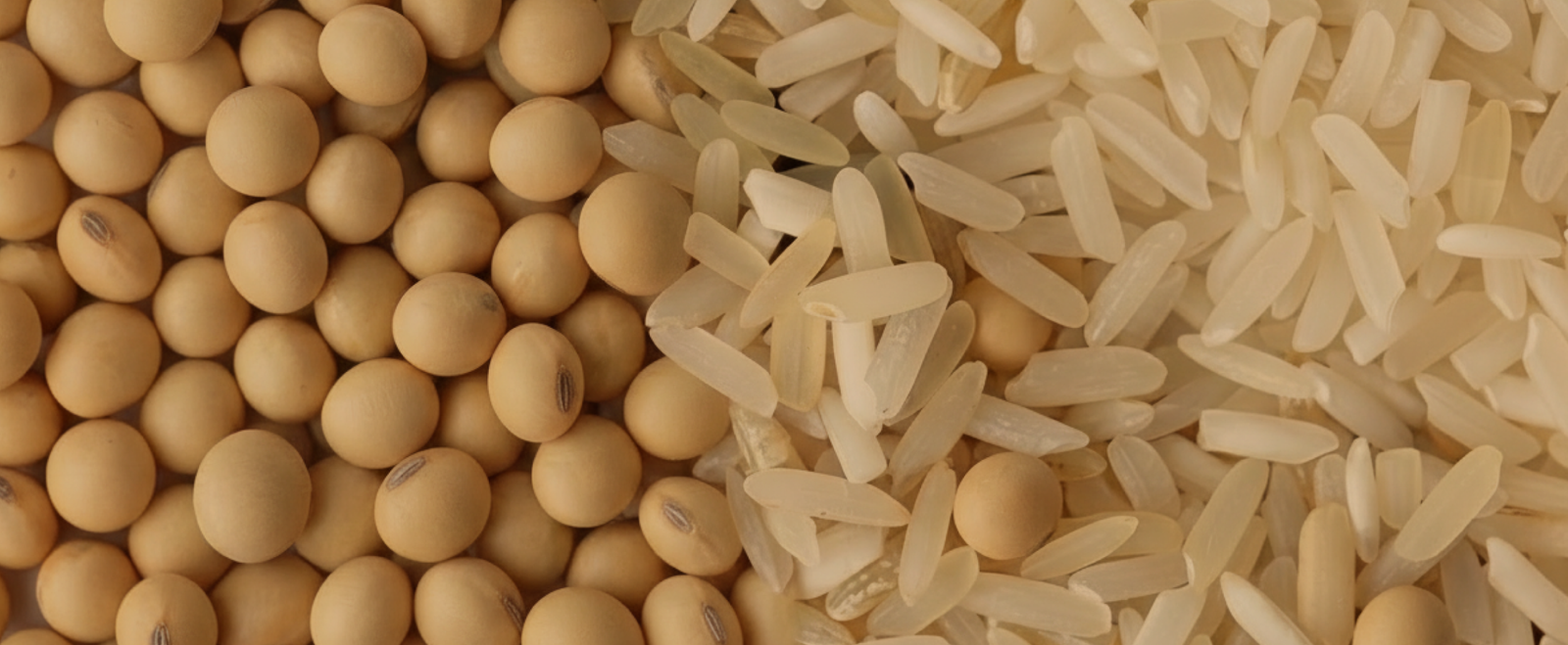 Rotación Arroz – Soya: una estrategia agronómica eficiente