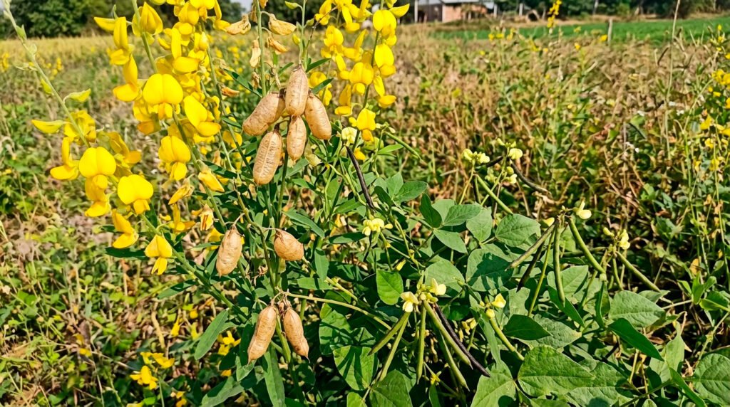 Cultivos de Servicio: práctica fundamental de la Agricultura de Conservación