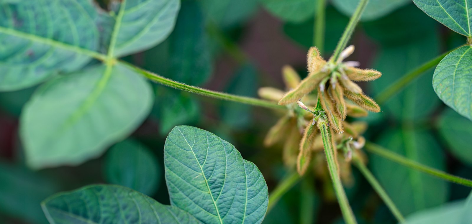 ¡No se deje engañar! Personas inescrupulosas están comercializando semillas de soya piratas haciéndolas pasar por las de Fenalce