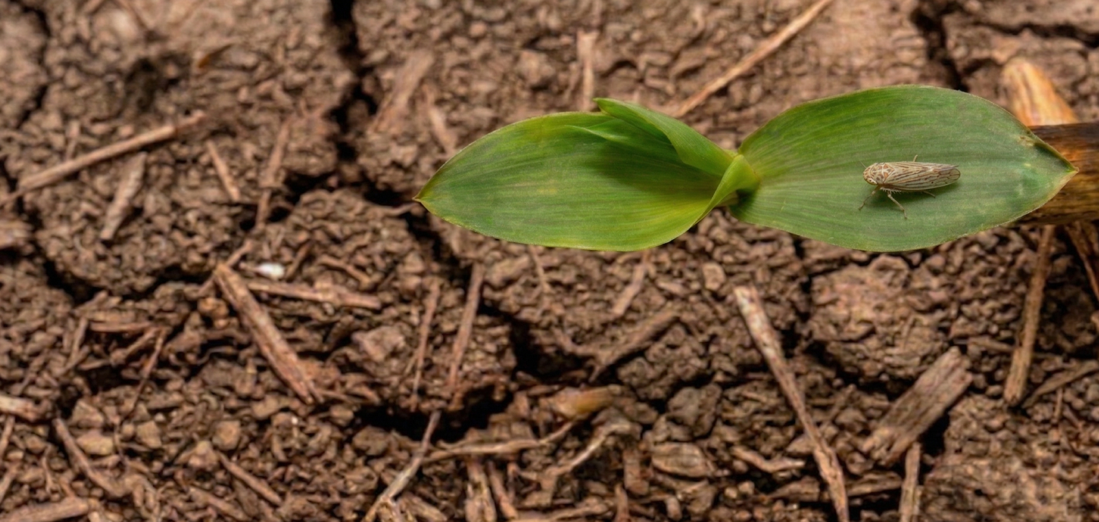 Fenalce desarrolla herramienta digital para visualizar datos espacio – temporales del Complejo del Achaparramiento del Maíz