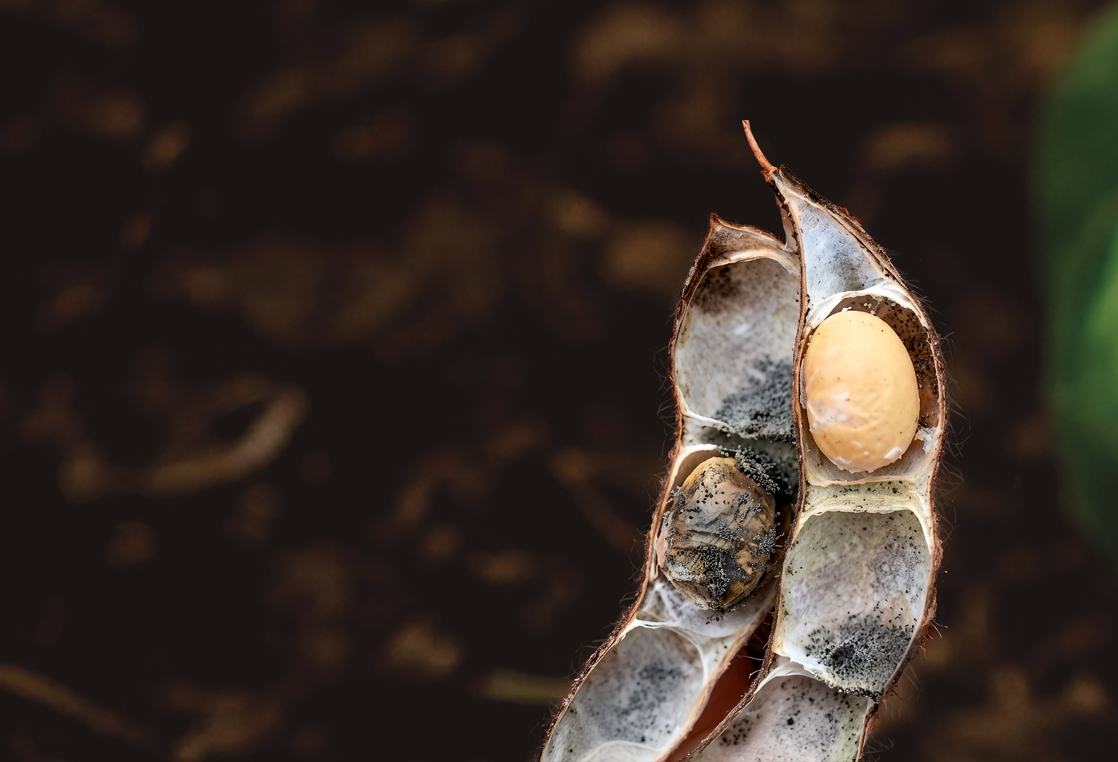 Complejo Diaphorte / Phomosis: un peligro para la soya en la Orinoquía