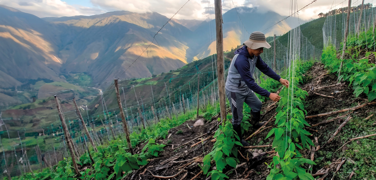 Fenalce advierte al MinAgricultura que en la asignación de recursos del Incentivo al Seguro Agropecuario no se tienen en cuenta los calendarios de siembra de los distintos cultivos