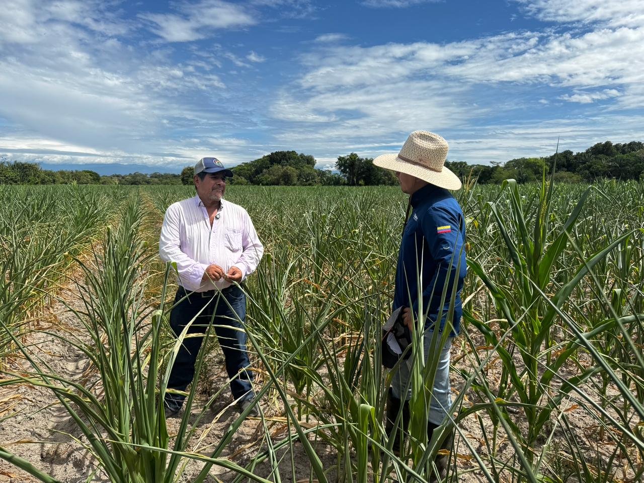 Más de 10.600 hectáreas de maíz en el Tolima afectadas por sequía